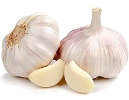 Garlic